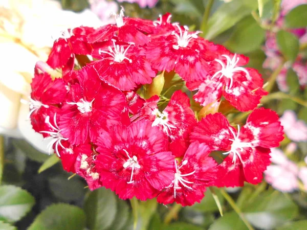Dianthus Vermelho Dia Verão — Fotografia de Stock