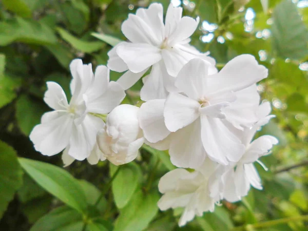 Flor Saponaria Dia Verão — Fotografia de Stock