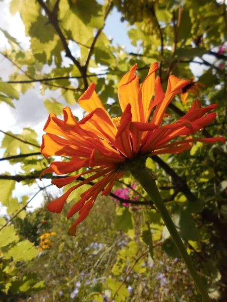Güneşli Bir Günde Zinnia Çiçeği — Stok fotoğraf