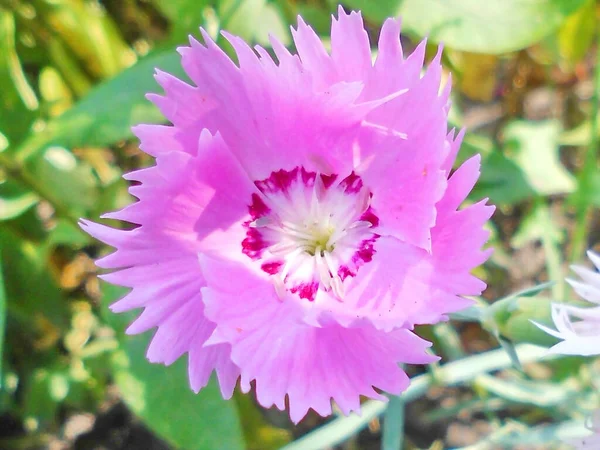 Rózsaszín Virág Nyári Napon — Stock Fotó