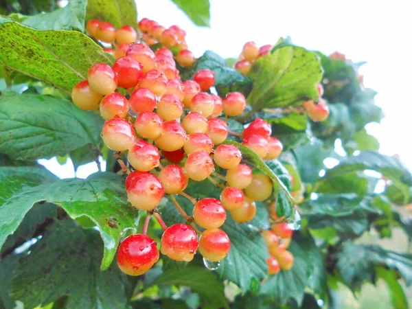 Las Gotas Agua Viburnum —  Fotos de Stock