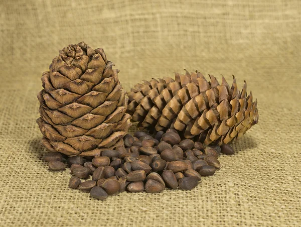 Pine cones and nuts — Stock Photo, Image