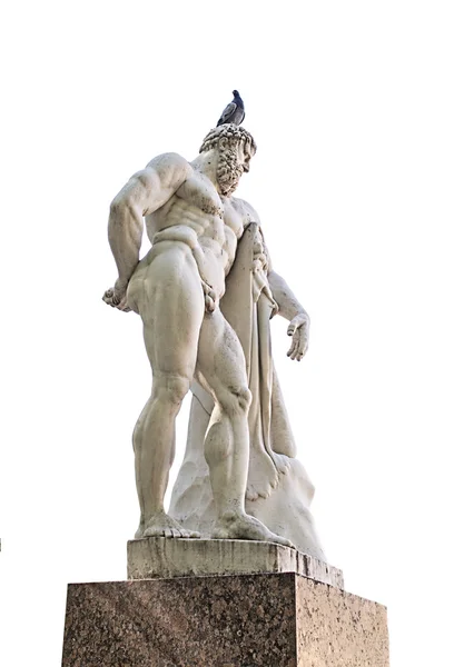 Голубь сидит на голове статуи Геркулеса — стоковое фото