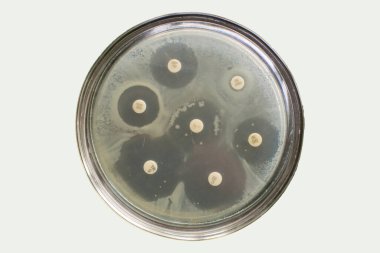 Anti mikrobik duyarlılık testi. Difüzyon testiyle antibiyotik verimliliği