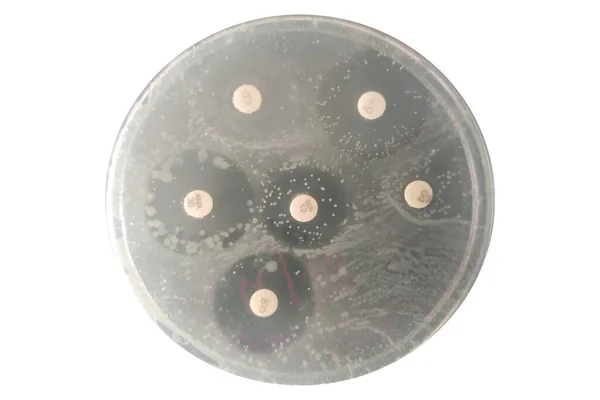 Kümes hayvanları üretiminde kullanılan antibiyotiklerin antimikrobiyal duyarlılık testi