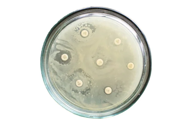 Veterinerlik antibiyotiklerinin mikrobik duyarlılık testi. difüzyon yöntemi