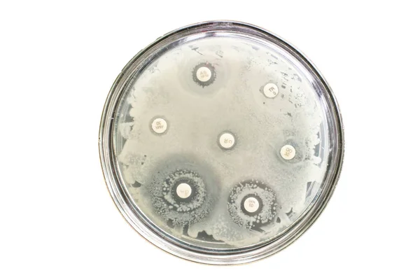 Mueller hinton agar ortam kullanarak mikrobiyal duyarlılık testi