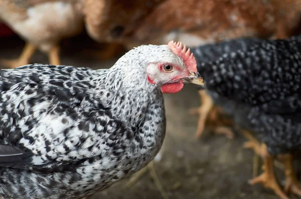 Close up of chicken in barn yard Free range poultry farming — Stock Photo, Image
