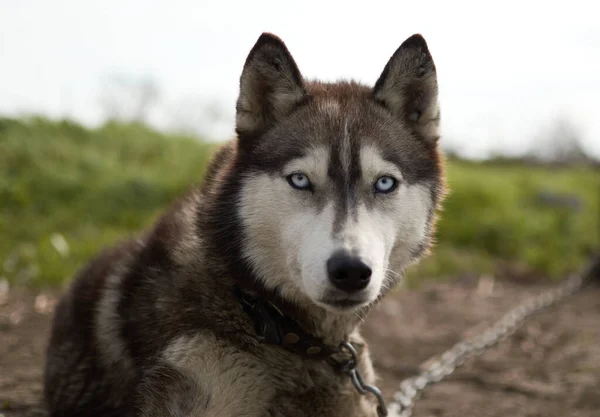 Chained Husky Dog On Green Grass. looking in front — Stock Photo, Image