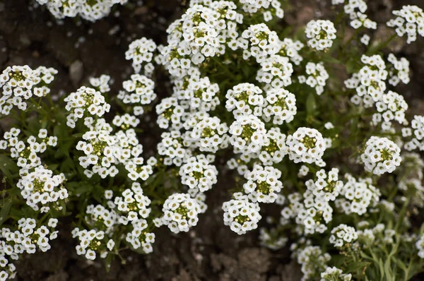 Achillea millefolium. yarrow close up flower. Medicinal wild herb — Stock Photo, Image