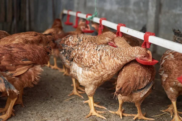 Arka bahçedeki çiftlikte tavuklar meme uçlarıyla su içiyor. Ev hayvanları.