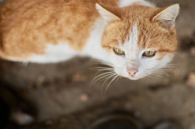 Cute cat looking up at camera from a high angle view on a ground background 