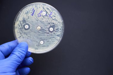 Antimicrobial susceptibility by diffusion test. multidrug resistance