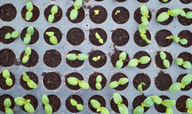  Seedlings Of Cucumbers in plastic Tray