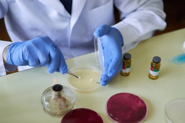 Laboratuvarda antibiyotik disklerle bir antibiyotik petri kabı hazırlıyorum. 