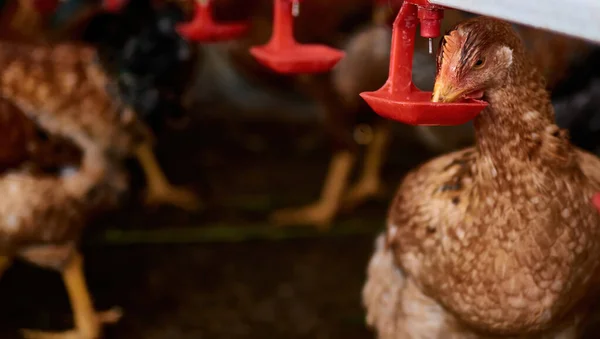 Arka bahçedeki aile çiftliğinde tavuklar meme ucuyla su içiyor.