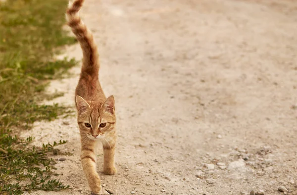 Gato de gengibre Close up vista da linda Gatinho de gato de gengibre caminha no chão — Fotografia de Stock