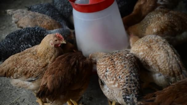Vrije uitloop gevogelte eten uit feeder in de achtertuin op traditionele landelijke schuur — Stockvideo