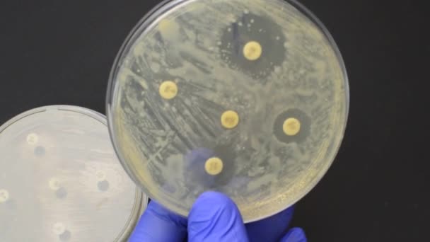 Het controleren van resultaten voor antimicrobiële resistentie Disk Diffusion Assay — Stockvideo