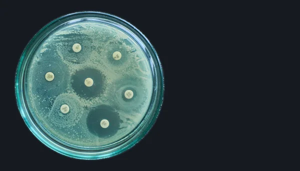 Kirby Bauer Petri kabı kara fon üzerinde mikrobik duyarlılık testi