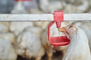 Free range organic backyard broiler Chickens drinking water by nipple drinker clipart