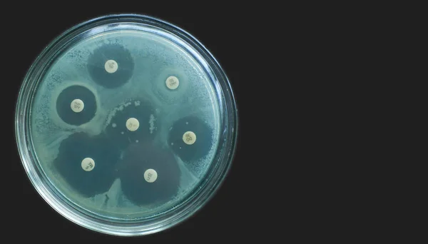 Δοκιμή ευαισθησίας στα αντιμικροβιακά με διάχυση kirby bauer σε σκούρο φόντο — Φωτογραφία Αρχείου