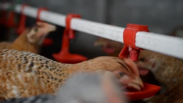 Pâturage écologique en plein air Poulets eau potable par buveur de mamelons — Video