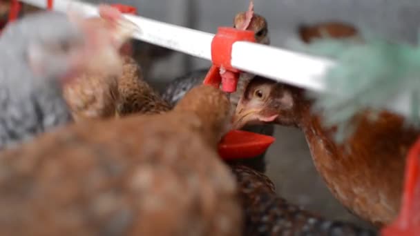 유두를 사용하여 식수를 마시는 병아리들을 짓누르는 자유 로운 거리 의유 기물 이 있는 뒷마당 — 비디오