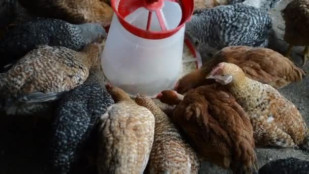 Poulets biologiques de plein air mangeant du grain de maïs provenant de la mangeoire dans la ferme d'arrière-cour — Video