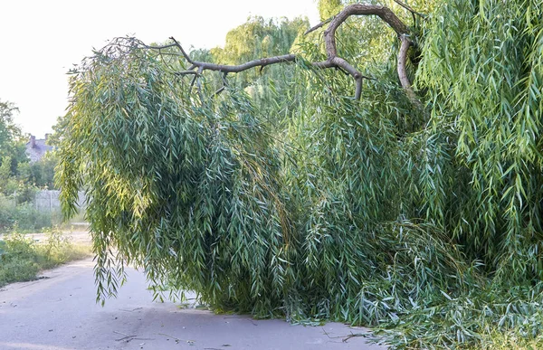 Brutna trädgrenen blockerar en gata. Stormen skadade pilträd gren — Stockfoto