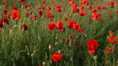 Kırmızı gelincik çiçeklerinin arka planlarını bir çayırda kapatın 