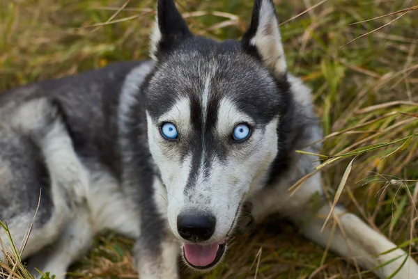 Siberiano azul de olhos cachorrinho husky olhando para cima no prado — Fotografia de Stock