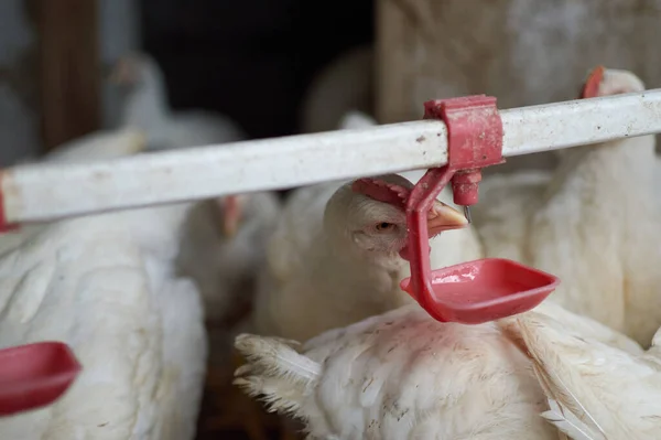 Otlakta otlayan tavuklar otomatik meme ucu içicisi tarafından içilen su 