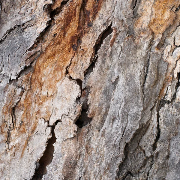 複雑な樹皮 — ストック写真