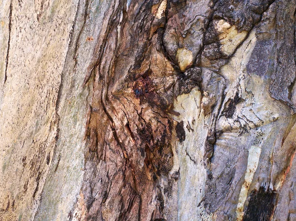 Colori dell'albero della corteccia — Foto Stock
