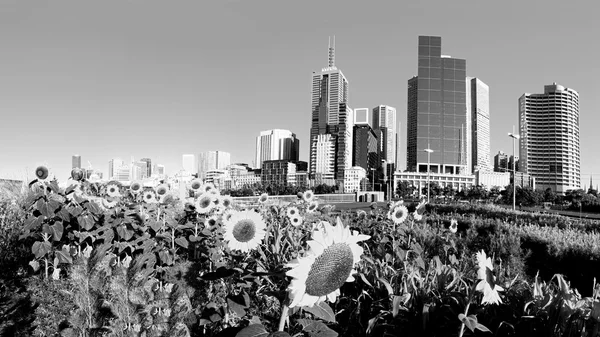 Melbourne summer sunflowers — Stock Photo, Image