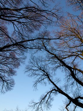 Melbourne ve onun elm ağaçlar