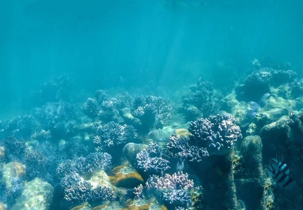 Korallen im großen Barriereriff in Australien — Stockfoto