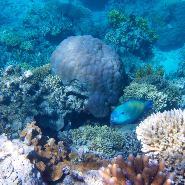 Korallen im großen Barriereriff in Australien — Stockfoto