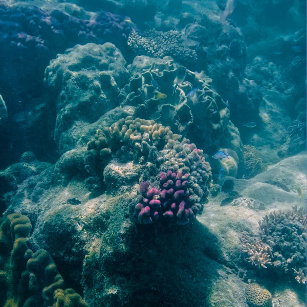 Koraal in het Great Barrier Reef in Australië — Stockfoto