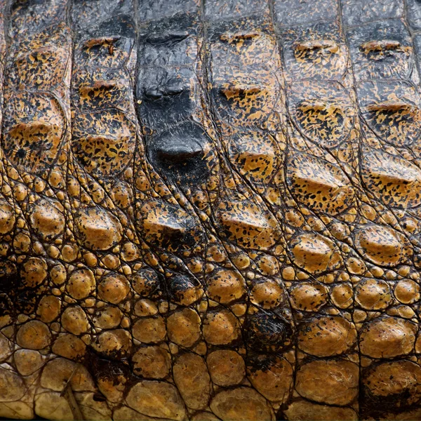 Crocodil Skin — Fotografie, imagine de stoc