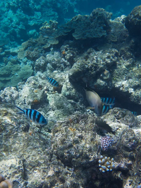 Korallen im großen Barriereriff in Australien — Stockfoto