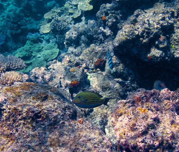 Coral na Grande Barreira de Corais na Austrália — Fotografia de Stock