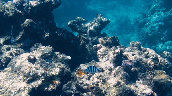 Koraal in het Great Barrier Reef in Australië — Stockfoto