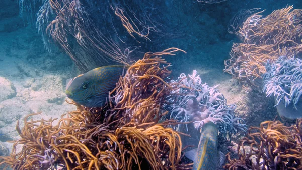 Korallen im großen Barriereriff in Australien — Stockfoto