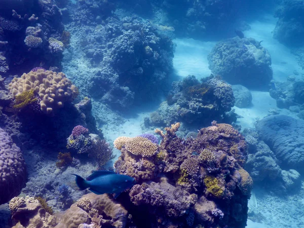 Koraal in het Great Barrier Reef in Australië — Stockfoto