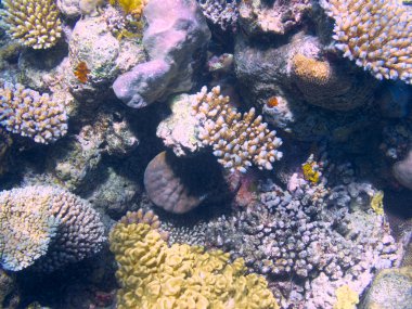 Büyük Set Resifi Avustralya mercan