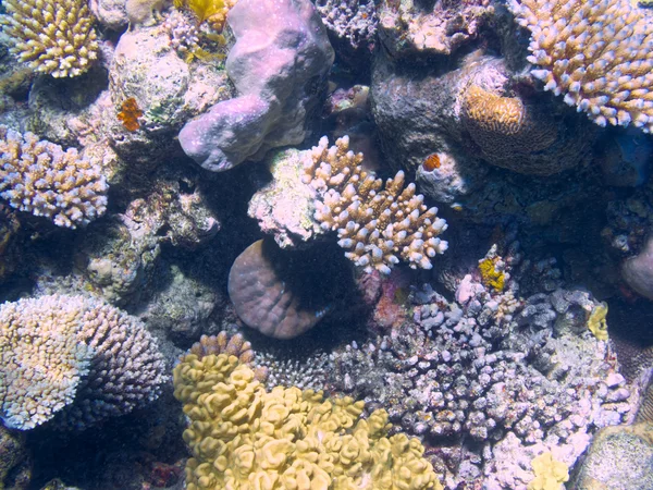 Coral en la Gran Barrera de Coral en Australia — Foto de Stock