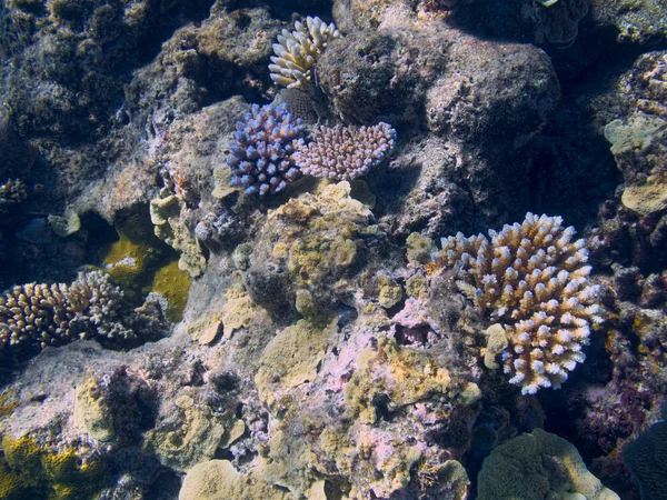 Coral na Grande Barreira de Corais na Austrália — Fotografia de Stock