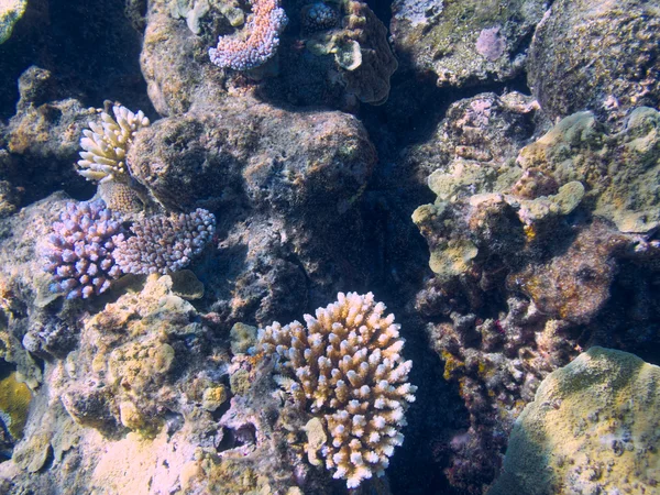 Coral na Grande Barreira de Corais na Austrália — Fotografia de Stock